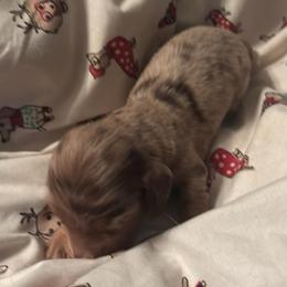 Glenn - Dapple male Dachshund puppy in Argos, Indiana from TKO Doxies
