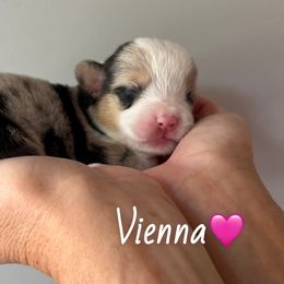 Vienna - Blue merle and white female American Corgi puppy in Wegan, Indiana from Brave Country Kennels