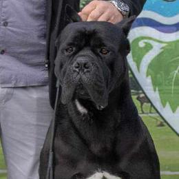 Fabricio - Cane Corso