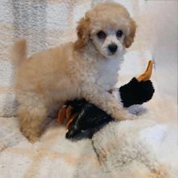 Sunshyne - Apricot male Poodle puppy in Blanch, North Carolina from Faithful Hearts Kennel