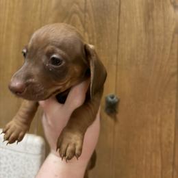 Scotty - Red male Dachshund puppy in Athens, Texas from County Road Puppies