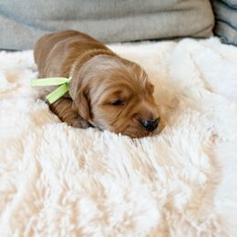 Green collar - Golden male Golden Retriever puppy in Lehi, Utah from Open Star Goldens