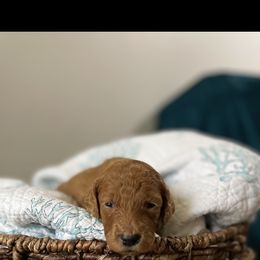 Goldendoodle Puppies from Stolt Southern Doodles