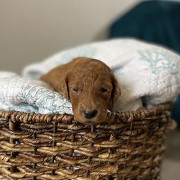 Goldendoodle Puppies from Stolt Southern Doodles