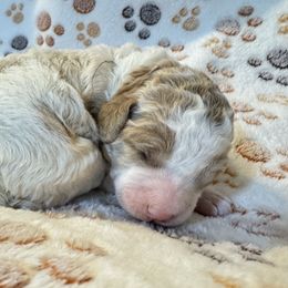 Joey black collar - Parti male Goldendoodle puppy in Lexington, North Carolina from Deborah’s Doodles
