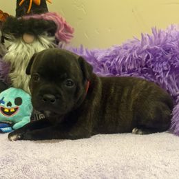 Red Boy - Brindle and white male Staffordshire Bull Terrier puppy in Phoenix, Arizona from Volstock Staffordshire Bull Terriers