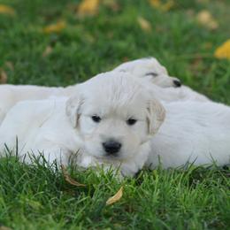 Alpine - Light golden female Golden Retriever puppy in Payette, Idaho from Stonewick Retrievers