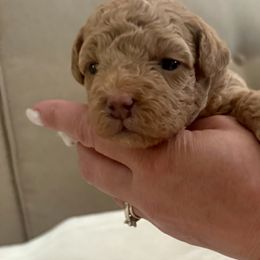 Assorted Doodle Crosses Puppies from Kovalenko Poodles