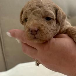Assorted Doodle Crosses Puppies from Kovalenko Poodles
