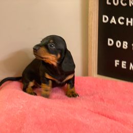 Girl 3 - Dachshund puppy from Lucky Dog Dachshunds