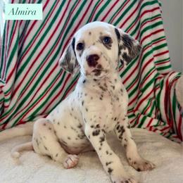 Almira - White and black female Dalmatian puppy in Chehalis, Washington from Dalmatian Vacation