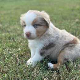 Brinden - Red merle male Miniature Australian Shepherd puppy in Azle, Texas from Weston Family Farms