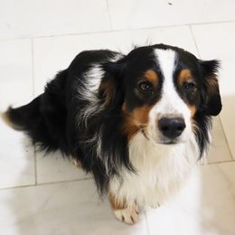 Australian Shepherds from Christ the King Monastery