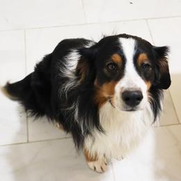 Australian Shepherds from Christ the King Monastery