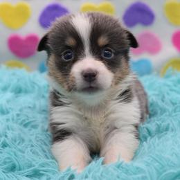 Pixie - Gray and white female American Corgi puppy in Lithia, Florida from Diamondcrest Inc