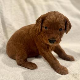 Cedar - Apricot male Goldendoodle puppy in Beaverton, Oregon from Mini Goldendoodles
