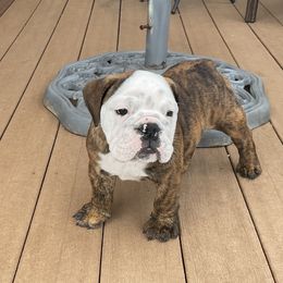 Bulldogs from Chrissy Wilkerson's Bulldogs