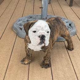 Bulldogs from Chrissy Wilkerson's Bulldogs