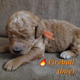 Goldendoodle Puppies from 3 Willows Goldendoodles