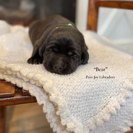 Bear - Black male Labrador Retriever puppy in Cinebar, Washington from Pure Joy Labradors and Mini Dachshunds