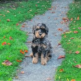 Kevin - Blue merle male Aussiedoodle puppy in Yacolt, Washington from Aussiedoodles by Maggie