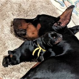Doberman Pinscher Puppies from Sun Country Dobermanns