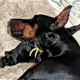 Doberman Pinscher Puppies from Sun Country Dobermanns