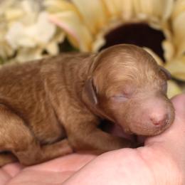 Gary- AKC Male Mini Poodle- Stokesdale, NC - Red  male Poodle puppy in Stokesdale, North Carolina from His and Hers Poodles and Doodles