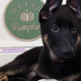 Arabesque - Black and cream female German Shepherd puppy in De Land, Florida from 3B’s Animal Artistry