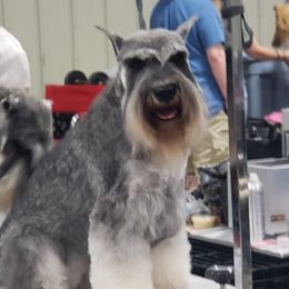 Ruby - Miniature Schnauzer