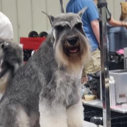 Ruby - Miniature Schnauzer