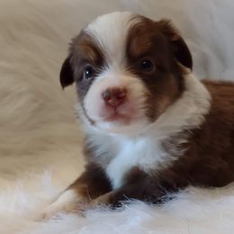 Miniature Australian Shepherds from Mills Farm Miniature and Toy Australian Shepherds