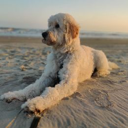 Darby - Goldendoodle