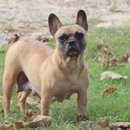 Fern - French Bulldog