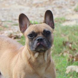 Fern - French Bulldog