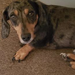 Dachshunds from Cindy's Dachshunds