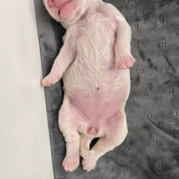 Goldendoodle Puppies from Only Loving Pups