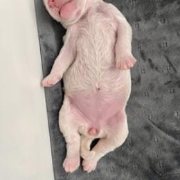 Goldendoodle Puppies from Only Loving Pups
