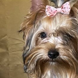 Yorkshire Terriers from Playful Puppies