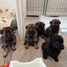 German Shepherd Puppies from Vom Stille Teufelshunde Kennels