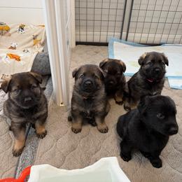 German Shepherd Puppies from Vom Stille Teufelshunde Kennels