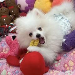 Pomeranians from My Baby Poms