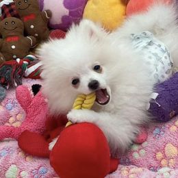 Pomeranians from My Baby Poms