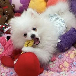 Pomeranians from My Baby Poms