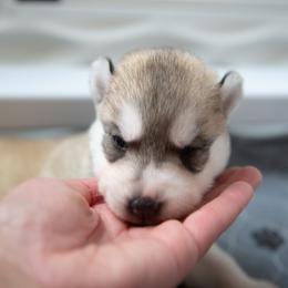 Lurien - Gray and white male Siberian Husky puppy in Greenville, North Carolina from Ivie Huskies