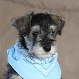 Wesley - Salt and pepper male Miniature Schnauzer puppy in Richardton, North Dakota from Crooked Tree Ranch