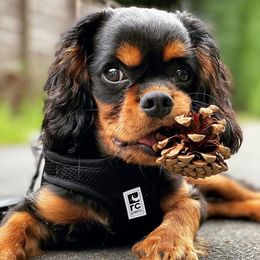 Assorted Doodle Crosses, Cavachons, Cavalier King Charles Spaniels, and Cavapoos from Prairie Puppies
