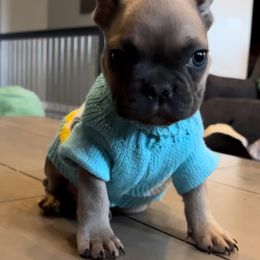 French Bulldog Puppies from Lance Miller