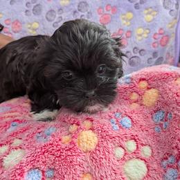 Dottie - Shihpoo