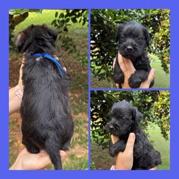 Blue Collar - Black male Schnoodle puppy in Winchester, Tennessee from Mahaffey’s Doodles